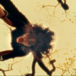 Fotograma do Longa Metragem - O Nariz - Aleph Cinema